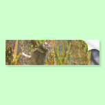 Pukeko and Chick in Reeds bumper stickers