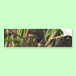 Pukeko and Chick Splashing bumper stickers