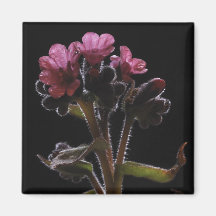 Pulmonaria magnet