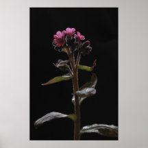 Pulmonaria officinalis poster