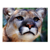 Puma Carte Postale