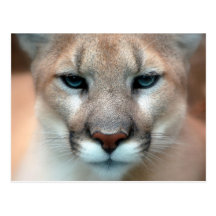 Puma Cartes Postales