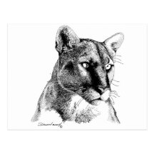 Puma Cartes Postales