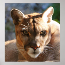 Puma Closeup Print