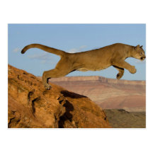 Puma de montagne cartes postales