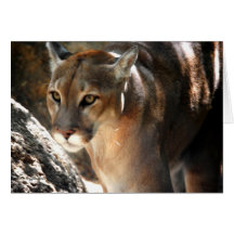 PUMA GREETING CARDS