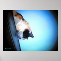 Puma looks down by djoneill posters