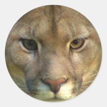 Puma Mountain Cat Stickers