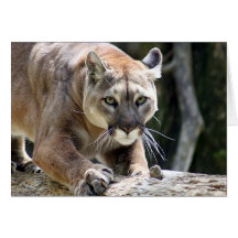 Puma sauvage carte