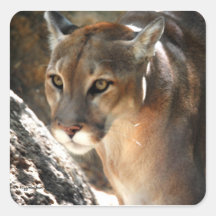 PUMA STICKERS