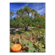 Pumpkin and Apples at Red Apple Farm Greeting Card