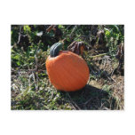 "Pumpkin in a Patch" photo postcard