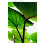 Pumpkin Leaves Floral Photo Card