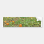 Pumpkin patch bumper sticker