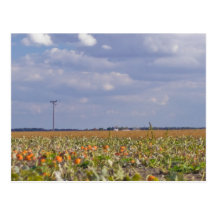 pumpkin patch landscape postcard