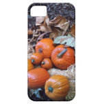 Pumpkin patch scene case iPhone 5 cover