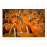 Pumpkin picking post card