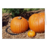 Pumpkins Greeting Card