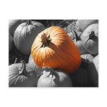 pumpkins in a pumpkin patch post cards