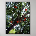 Pumpkins in the Tree