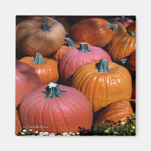 Pumpkins Magnet