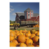Pumpkins on farm in autumn near Concord, 2