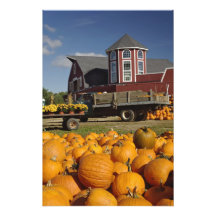 Pumpkins on farm in autumn near Concord, 2 Photographic Print