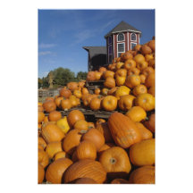 Pumpkins on farm in autumn near Concord, Photo Print