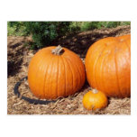 pumpkins post card