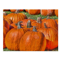 Pumpkins Postcard