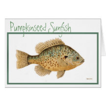 Pumpkinseed Sunfish card