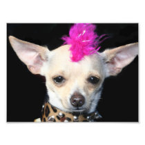 Punk Rock Chihuahua Photograph