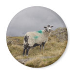 Punk sheep