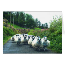 Punk Sheep on the Beara Peninsula Ireland Cards