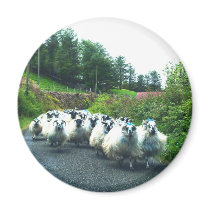 Punk Sheep on the Beara Peninsula Ireland Fridge Magnet
