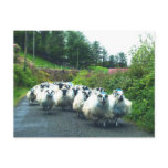 Punk Sheep on the Beara Peninsula Ireland Post Card