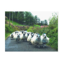 Punk Sheep on the Beara Peninsula Ireland Post Card