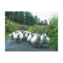 Punk Sheep on the Beara Peninsula Ireland Post Card