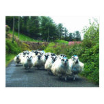Punk Sheep on the Beara Peninsula Ireland Post Card