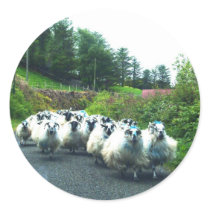 Punk Sheep on the Beara Peninsula Ireland Round Stickers