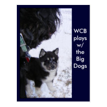 Pup Postcards