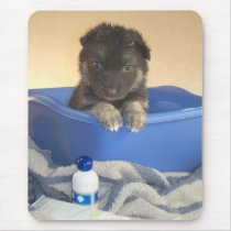 Puppies Bath Time