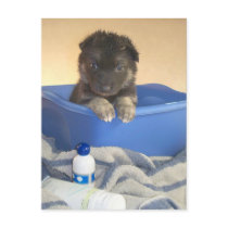 Puppies Bath Time