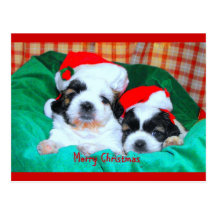 Puppies Christmas card ( shih-tzu's) Post Cards