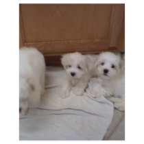 Puppies Flyer