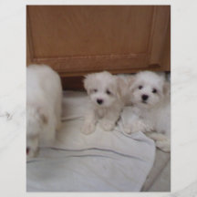 Puppies Flyer