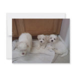 Puppies Announcements