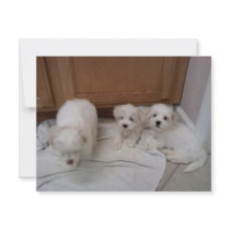 Puppies Announcements