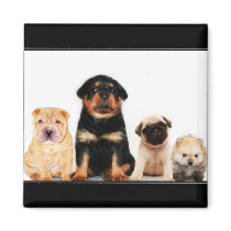 Puppies magnet