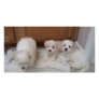 Puppies Photo Card Template